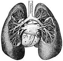 Human Lungs 