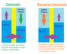 Osmosis vs. reverse osmosis