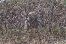Arctic Ground Squirrel eats willows