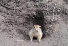 Arctic ground squirrel in burrow
