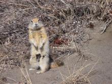 Standing Arctic ground squirrel