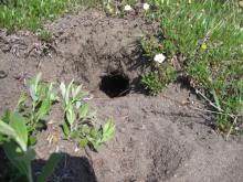 Arctic ground squirrel burrow
