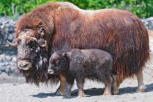 Musk ox and calf