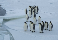 A whole bunch of penguins