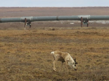 caribou and pipeline