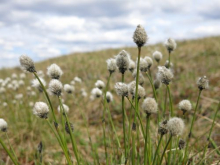 cotton grass