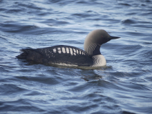 The mostly monogamous pacific loon. 
