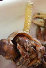 Egg case on top of a hermit crab