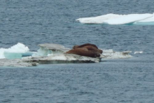 Walrus lying on ice.