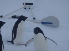 Adelie Penguins Near Our EM Profiler