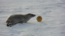 Crabeater Seal with a Soccer Ball