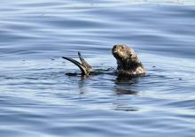 Sea Otter Spying