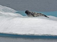 Male Hooded Seal, Skjoldungensund, Greenland