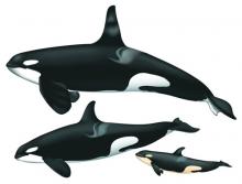 Orca Reference Illustration