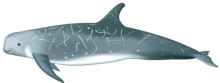Risso's Dolphin Reference Illustration