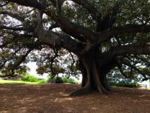 Fica Tree in Royal Botanical Gardens