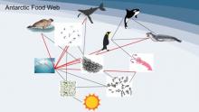 Antarctic food web