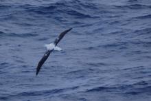 Soaring albatross