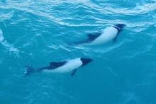Pair of Commersons dolphins