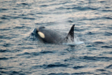 Orca close to boat