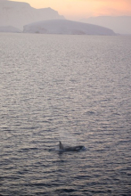 Orca in Gerlache Strait