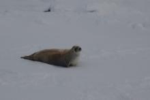 Weddell seal on ice