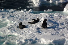 Antarctic fur seal resting group