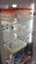 Culture samples from URI lab