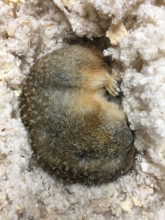 Ground squirrel curled up in nest