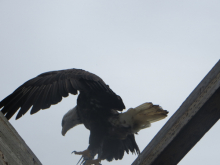 Eagle on walking bridge in Unalaska 