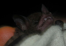 Little Bat Face