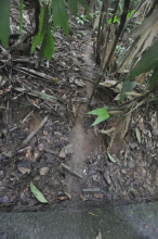 Leaf Cutter Ants make a great clean path