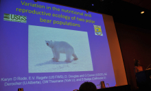 Polar Bears Experiencing Ice Loss by Karyn Rode