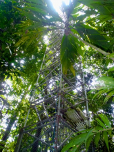 Central Tower aka Oberbauer Tower, La Selva Costa Rica
