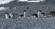 More Penguins at Cape Bird
