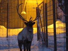 Reindeer at UAF