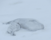 Snowy seals