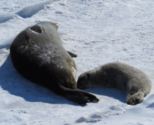 Seal pup and mom