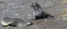 Antarctic fur seal: Arctocephalus gazella