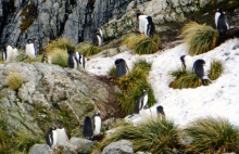 Penguin colony on South Georgia
