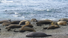 Elephant seal colony
