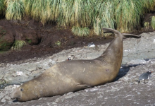 Sub-adult southern elephant seal