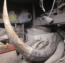 Historic mammoth tusk