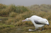 Adult male wandering albatross.
