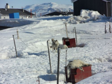 Very tired huskies at the Sirius Sledge Patrol in Daneborg, Greenland