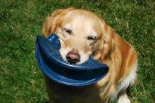 Goldie and her Frisbee