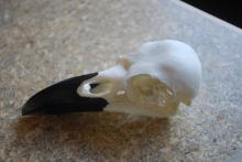 Bird skull