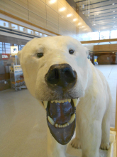 Polar Bear in the Fairbanks airport