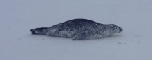 Weddell Seal on the road