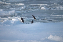 Adélie penguins on the run
